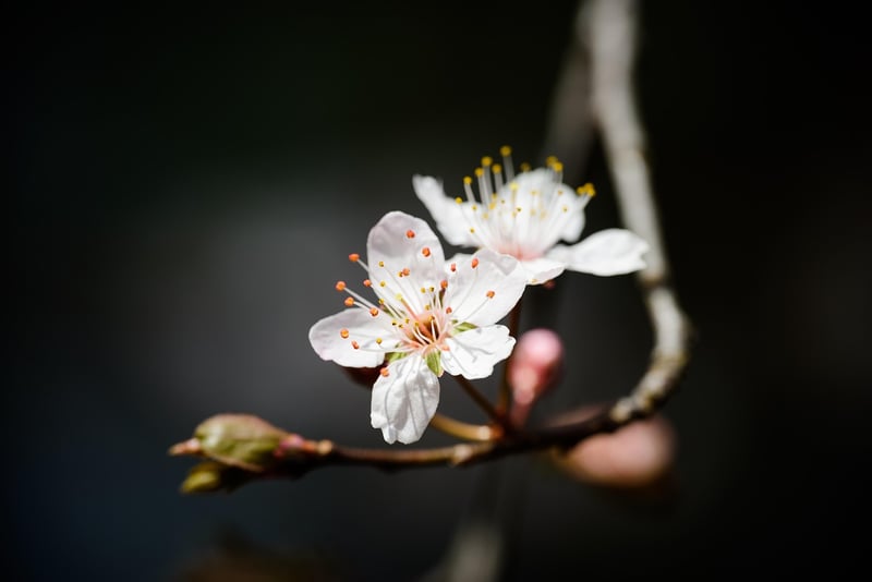 Enchanting Petals