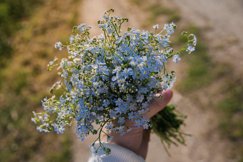 Forget-Me-Not Flower