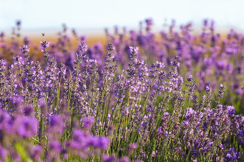 Lavender Flowers