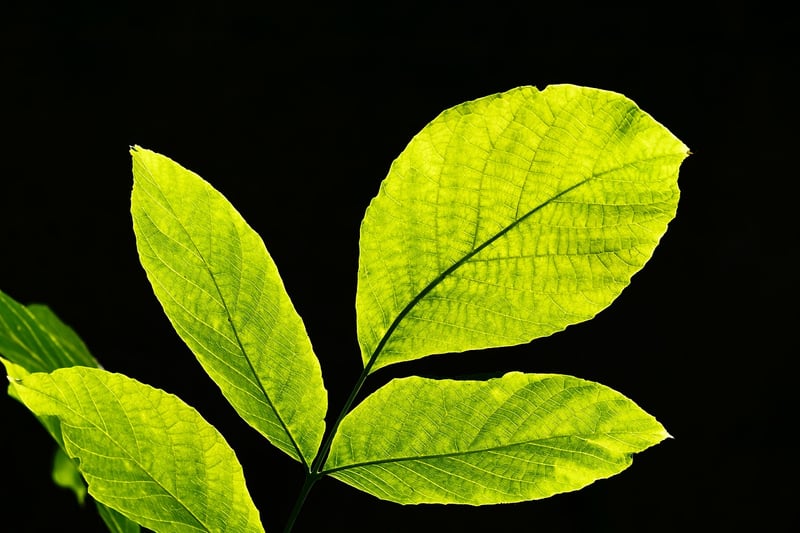 Colorful Foliage