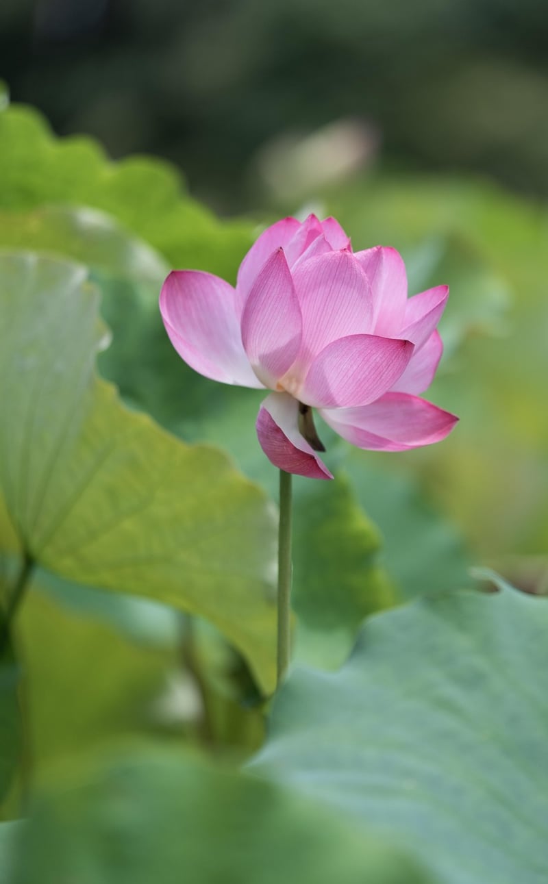 Lotus Flower