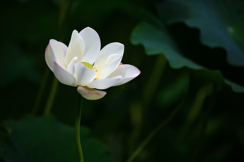 Lotus