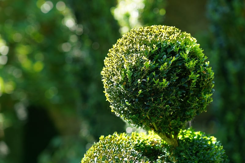 Topiary Shrub