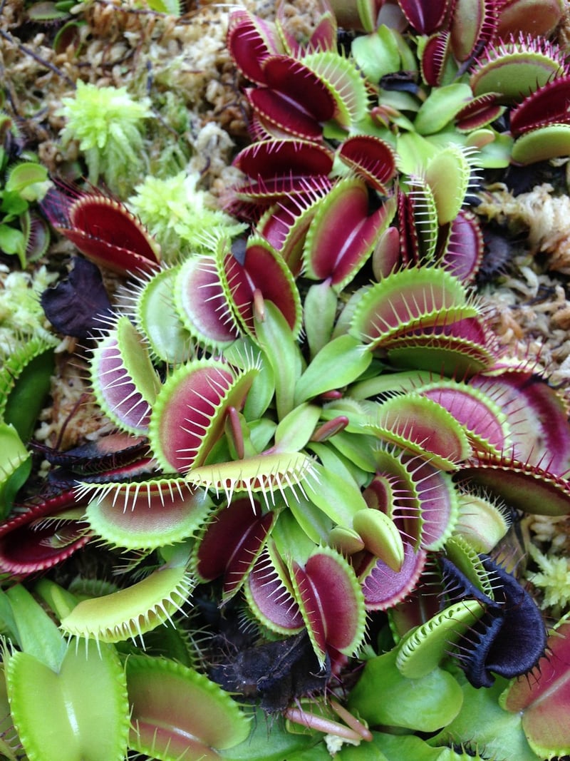 Carnivorous Plant